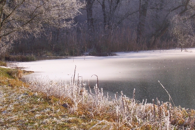 Bild 035.jpg - Winter im Naturschutzgebiet Taubergießen beim Europa-Park Rust
